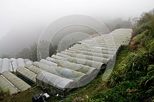 High mountain teaand vegetable farm