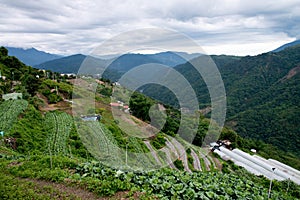 High mountain teaand vegetable farm