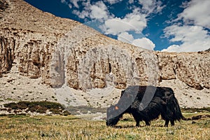 High mountain Tibetan yak feeding green grass at cca 5000 m altitude