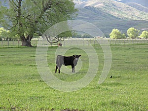 High mountain valley cattle pasture