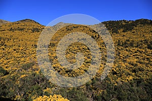 High mountain with yellow flowers