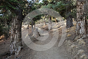 High-mountainous pine forest in the Nepalese Himalayas