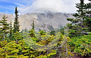 High mountains and alpine forest of the Canadian Rockies along the Icefields Parkway between Banff and Jasper