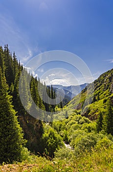 High mountains covered with spruce forest and green grass near Almaty city, Kazakhstan