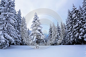 High on the mountains in the forest covered with snow there is lonely old wooden hut standing with fence on the lawn.