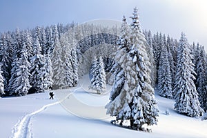 High on the mountains the man is going on the snowy fields and forests in cold snowy day.