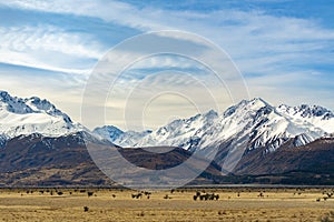 High mountains with snow on top in the winter, beautiful skies and clouds. The grass is yellow in Mount Cook Rd