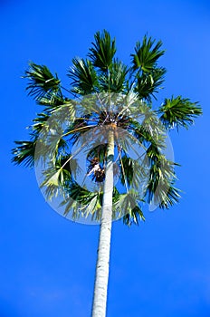 High nut trees over of blue sky background