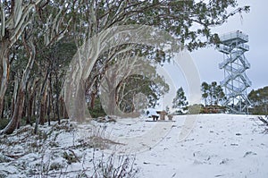 High observation tower on snowy Mount Donna Buang scenic lookout