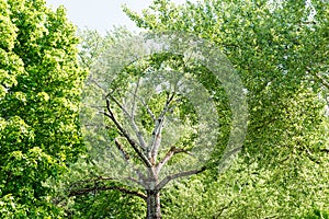 High old tree with white bark aspen