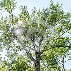 High old tree with white bark aspen. Square photo