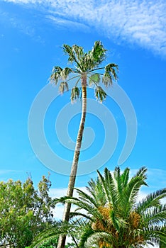 High palm