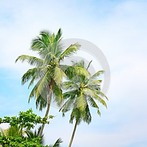 High palm