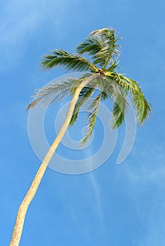 High palm