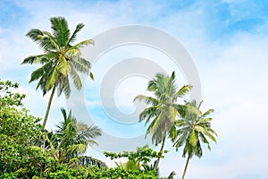 High palm on background of blue sky