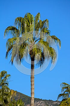 High Palm tree