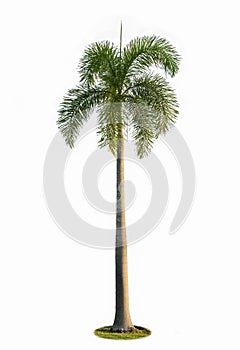 High palm tree isolated on white background.