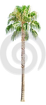 High palm tree isolated