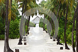 High palm tree at the road side