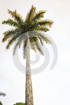 High palm tree seen from the groun