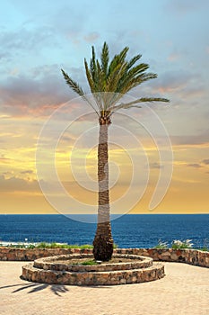 High palm trees against the background of the sea and a bright sunset sky. travel summer background