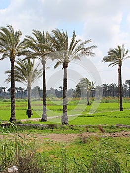 High Palm trees in a green grass field in Rashid photo