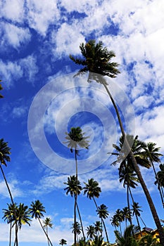 High palms, blue sky and white clouds