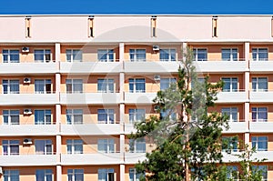 High pine on the background of the hotel building