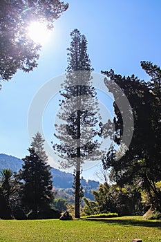 High pine tree in the garden mountain with sun blue sky background
