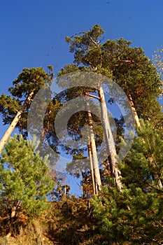 High pine trees