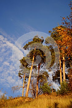 High Pine trees