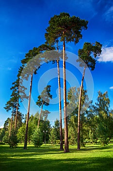 High pine trees in a green Park