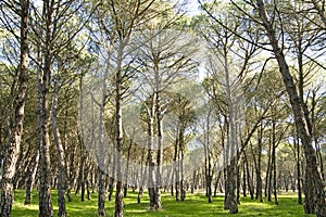 High pines forest in DoÃÂ±ana National Park