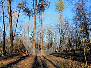 High pines in the park.