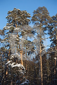 High pines under blue cloudless sky