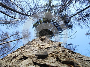 High pines in the spring forest.