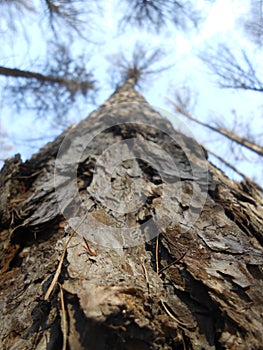 High pines in the spring forest.