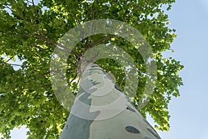 High Plane tree with green leaves View from bottom.