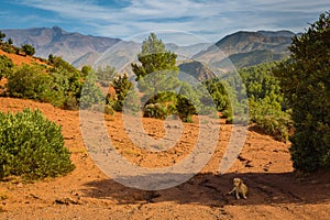 High plateau in the Atlas Mountains, Morocco.