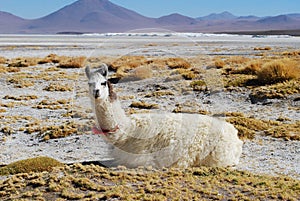 High plateau llama