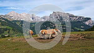 At the high plateau of Monte Pana near St. Christina in the Dolomites mountains, South Tyrol, Italy