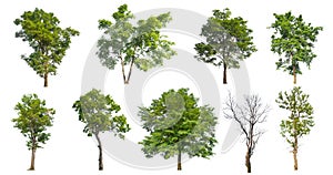 high qaulity collection tree