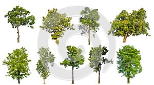 High qaulity collection treehigh qaulity collection tree