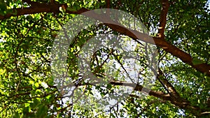 High quality aerial footage of Aegle Marmelos with evergreen leaves. Asian tropical plant closeup