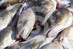 High quality cod heads