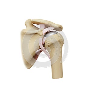 Detailed 3D Model of Human Shoulder Joint Anatomy: Ligaments and Bones Structure photo
