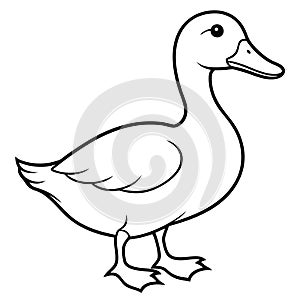 Duck Line Art Vector for Hand Drawing and Art photo