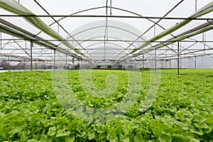 High quality hydroponic tecnology vegetable in the greenhouse farm
