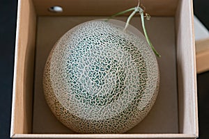 High quality Japan melon