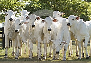 High quality Nellore steers from Brazilian farms photo
